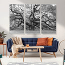 Black White Angel Oak Tree Wall Art - Timeless