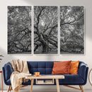Majestic Angel Oak Tree Black and White Canvas Print – Multi