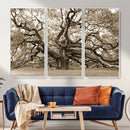 Sepia Framed Angel Oak Tree Wall Art - 3-Panel Canvas