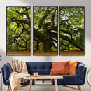 Angel Oak Tree Wall Art Canvas Print | Forest Tree Nature