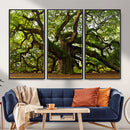 Angel Oak Tree Wall Art Canvas Print | Forest Tree Nature