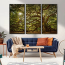 Ancient Angel Oak Tree Art Sunburst Canvas Print-