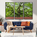 Framed Angel Oak Tree Wall Art - 3-Panel Canvas Prints,