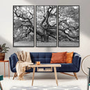 Black White Angel Oak Tree Wall Art - Timeless