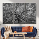 Majestic Angel Oak Tree Black and White Canvas Print – Multi