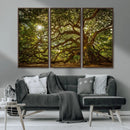 Ancient Angel Oak Tree Art Sunburst Canvas Print-