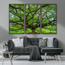 Ancient Tree Wall Art Canvas Print, Framed Sprawling by MyGreatCanvas | Canvas Wall Art Prints | Photo Prints & Wall Decor