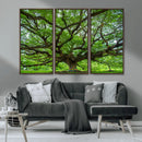 Angel Oak Tree Wall Art Canvas Print – Framed Majestic