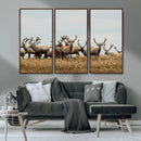 Elk Herd Wall Art Canvas Print – Framed Wildlife Photography
