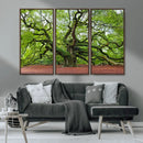 Framed Angel Oak Tree Wall Art - 3-Panel Canvas Prints,