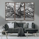 Black White Angel Oak Tree Wall Art - Timeless
