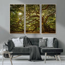 Ancient Angel Oak Tree Art Sunburst Canvas Print-