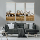 Elk Herd Wall Art Canvas Print – Framed Wildlife Photography