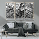 Black White Angel Oak Tree Wall Art - Timeless