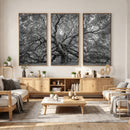 Majestic Angel Oak Tree Black and White Canvas Print – Multi by MyGreatCanvas | Canvas Wall Art Prints | Photo Prints & Wall Decor