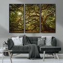 Ancient Angel Oak Tree Art Sunburst Canvas Print-