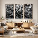 Black and White Old Angel Oak Tree Wall Art Canvas Print