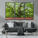 Framed Angel Oak Tree Wall Art - 3-Panel Canvas Prints,