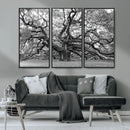 Black White Angel Oak Tree Wall Art - Timeless