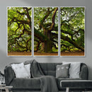 Angel Oak Tree Wall Art Canvas Print | Forest Tree Nature