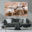 Lion Pair Wall Art Canvas Print – Framed Wildlife Scene with