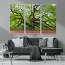 Framed Angel Oak Tree Wall Art - 3-Panel Canvas Prints,
