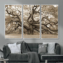 Sepia Framed Angel Oak Tree Wall Art - 3-Panel Canvas