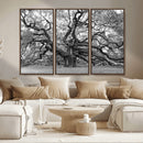 Black White Angel Oak Tree Wall Art - Timeless