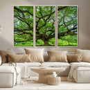 Ancient Tree Wall Art Canvas Print, Framed Sprawling by MyGreatCanvas | Canvas Wall Art Prints | Photo Prints & Wall Decor