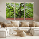 Framed Angel Oak Tree Wall Art - 3-Panel Canvas Prints,