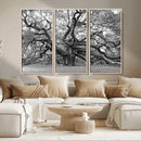 Black White Angel Oak Tree Wall Art - Timeless