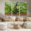 Framed Angel Oak Tree Wall Art - 3-Panel Canvas Prints,