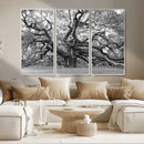 Black White Angel Oak Tree Wall Art - Timeless