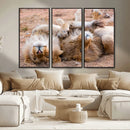 Lion Pair Wall Art Canvas Print – Framed Wildlife Scene with