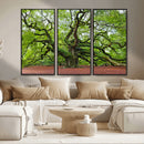 Framed Angel Oak Tree Wall Art - 3-Panel Canvas Prints,