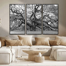 Black White Angel Oak Tree Wall Art - Timeless