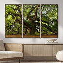 Angel Oak Tree Wall Art Canvas Print | Forest Tree Nature