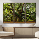 Angel Oak Tree Wall Art Canvas Print | Forest Tree Nature