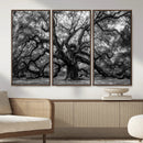 Black and White Old Angel Oak Tree Wall Art Canvas Print
