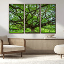 Angel Oak Tree Wall Art Canvas Print – Framed Majestic