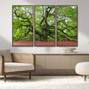 Framed Angel Oak Tree Wall Art - 3-Panel Canvas Prints,
