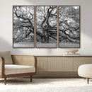 Black White Angel Oak Tree Wall Art - Timeless
