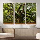 Angel Oak Tree Wall Art Canvas Print | Forest Tree Nature
