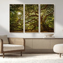 Ancient Angel Oak Tree Art Sunburst Canvas Print-
