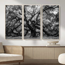 Black and White Old Angel Oak Tree Wall Art Canvas Print