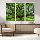 Ancient Tree Wall Art Canvas Print, Framed Sprawling by MyGreatCanvas | Canvas Wall Art Prints | Photo Prints & Wall Decor