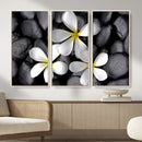Plumeria Frangipani Black Stone Canvas | White Flower Spa by MyGreatCanvas | Canvas Wall Art Prints | Photo Prints & Wall Decor