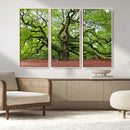 Framed Angel Oak Tree Wall Art - 3-Panel Canvas Prints,