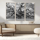 Black White Angel Oak Tree Wall Art - Timeless