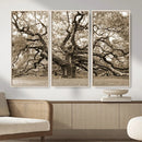 Sepia Framed Angel Oak Tree Wall Art - 3-Panel Canvas